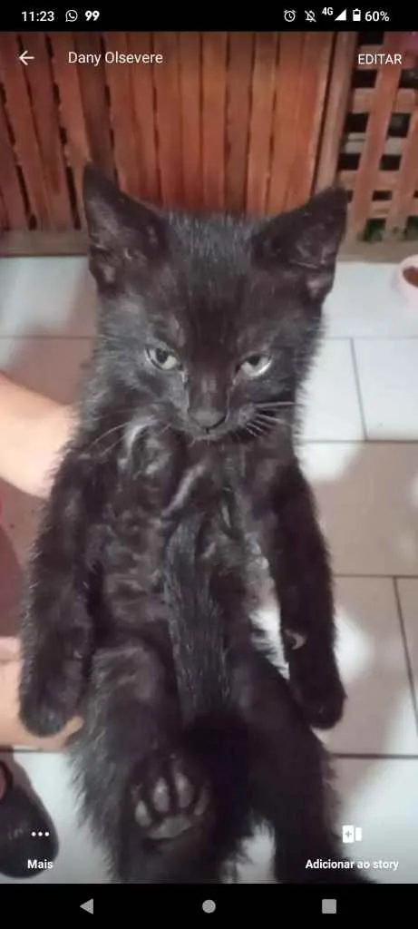 Gato ra a Sem idade 7 a 11 meses nome Sem nomes