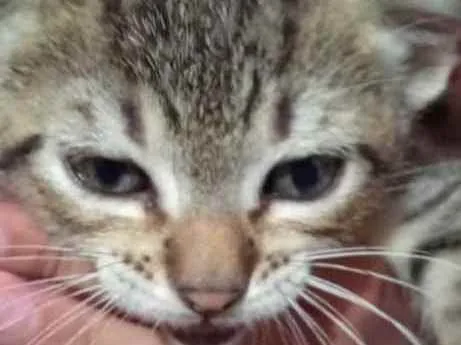 Gato ra a Sem idade 7 a 11 meses nome Sem nomes