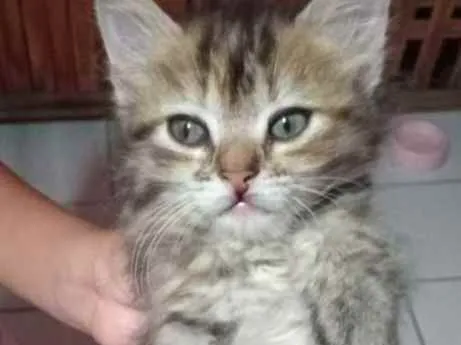 Gato ra a Sem idade 7 a 11 meses nome Sem nomes