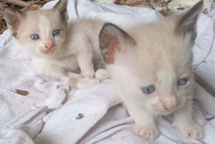 Gato ra a siamês  idade Abaixo de 2 meses nome Simba 