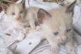 Simba