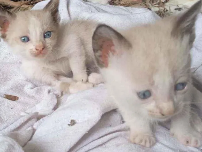 Gato ra a siamês  idade Abaixo de 2 meses nome Simba 