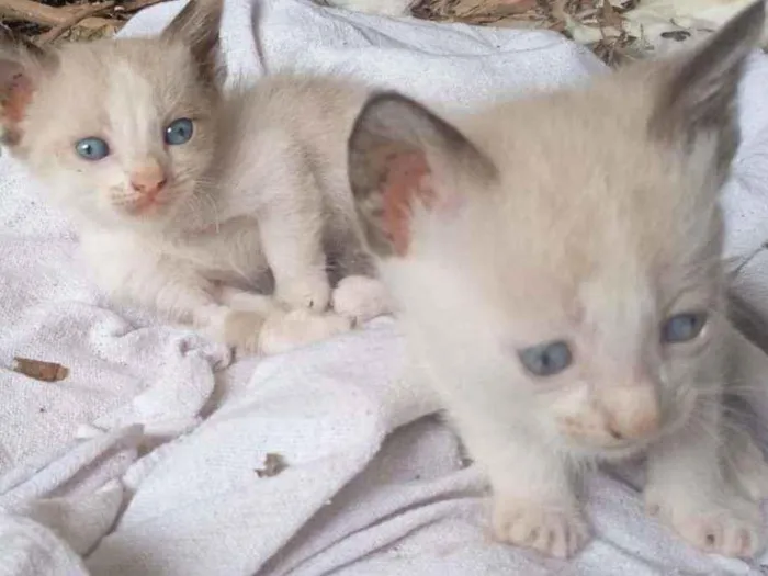 Gato ra a siamês  idade Abaixo de 2 meses nome Simba 