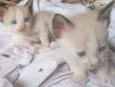 Simba
