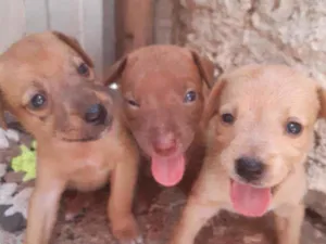Cachorro raça Misturado idade Abaixo de 2 meses nome Filhotes 