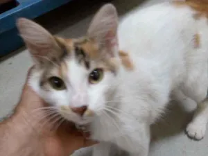 Gato raça Xx idade 2 a 6 meses nome Olívia