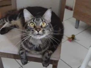 Gato raça Indefinida idade 1 ano nome Jack