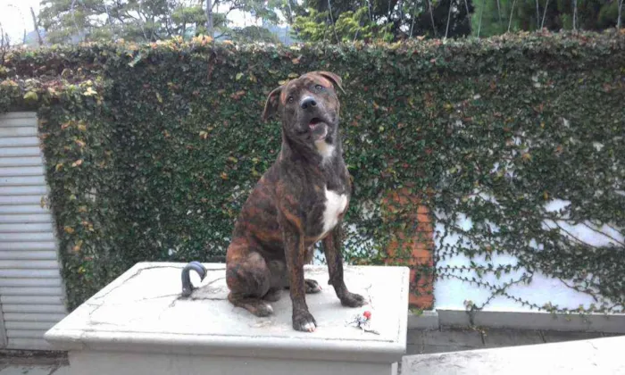 Cachorro ra a srd idade 2 a 6 meses nome Nescau