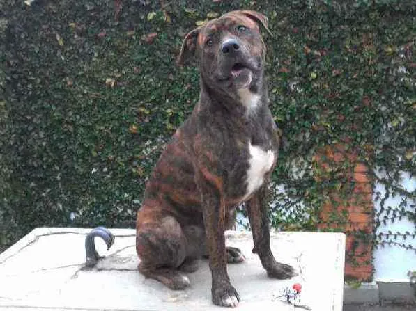 Cachorro ra a srd idade 2 a 6 meses nome Nescau