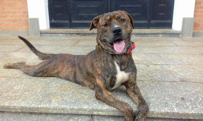 Cachorro ra a srd idade 2 a 6 meses nome Nescau