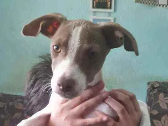 Cachorro ra a Vira lata idade 2 a 6 meses nome Joaquim