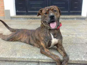 Cachorro raça srd idade 2 a 6 meses nome Nescau