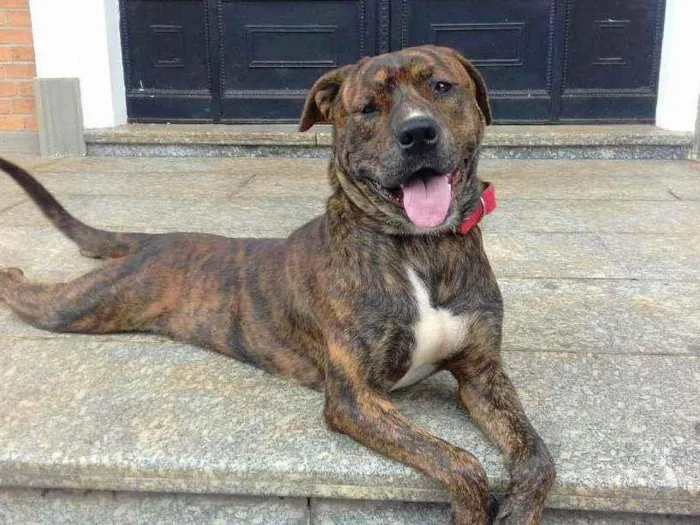 Cachorro ra a srd idade 2 a 6 meses nome Nescau