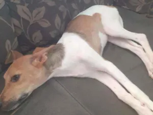 Cachorro raça Vira lata idade 2 a 6 meses nome Pelota