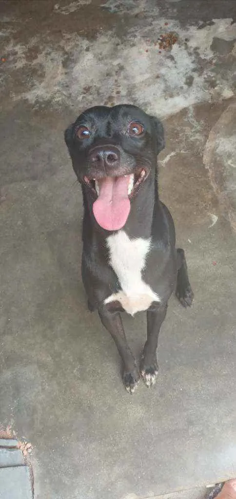 Cachorro ra a Não definida idade 7 a 11 meses nome Serena