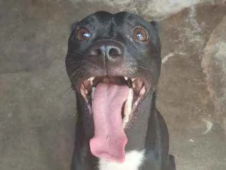 Cachorro ra a Não definida idade 7 a 11 meses nome Serena