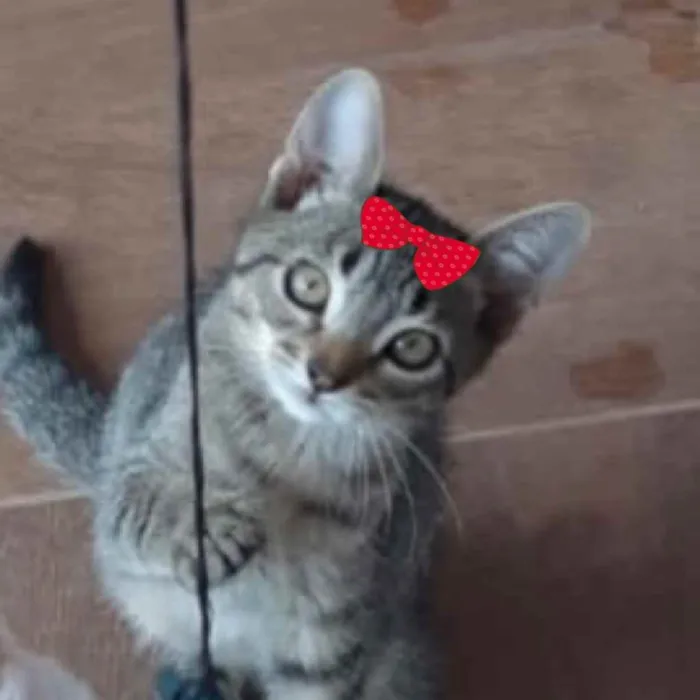 Gato ra a Mestiça  idade 2 a 6 meses nome Belinha 