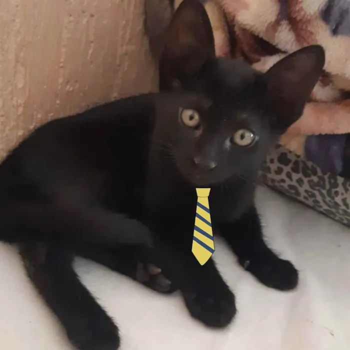 Gato ra a Mestiço  idade 2 a 6 meses nome Pietro 