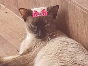 Gato raça Siamesa  idade 2 a 6 meses nome Nicole 