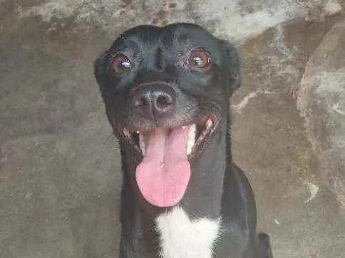 Cachorro ra a Não definida idade 7 a 11 meses nome Serena