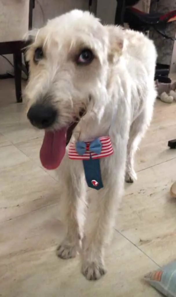 Cachorro ra a Mix  Fox Terrier pelo Duro idade 1 ano nome Denis
