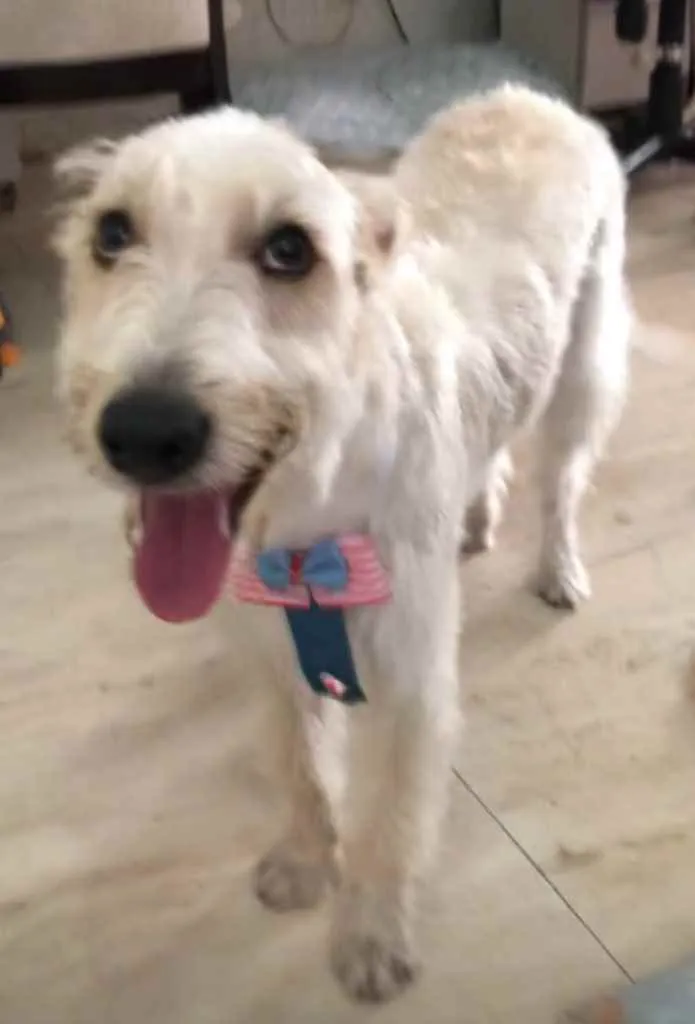 Cachorro ra a Mix  Fox Terrier pelo Duro idade 1 ano nome Denis