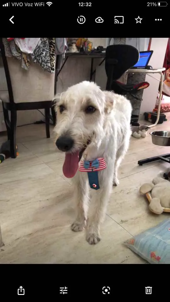 Cachorro ra a Mix  Fox Terrier pelo Duro idade 1 ano nome Denis