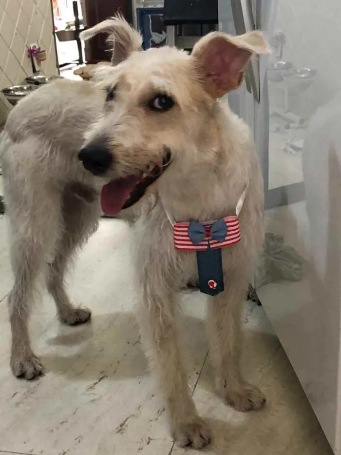 Cachorro ra a Mix  Fox Terrier pelo Duro idade 1 ano nome Denis
