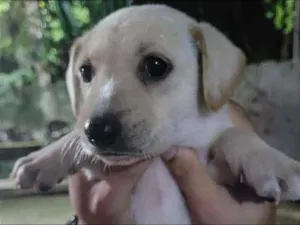 Cachorro raça SRD-ViraLata idade 2 a 6 meses nome sem nome