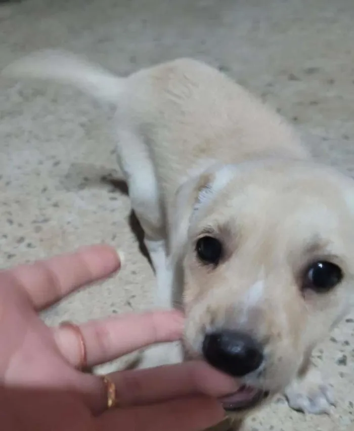 Cachorro ra a SRD-ViraLata idade 2 a 6 meses nome sem nome