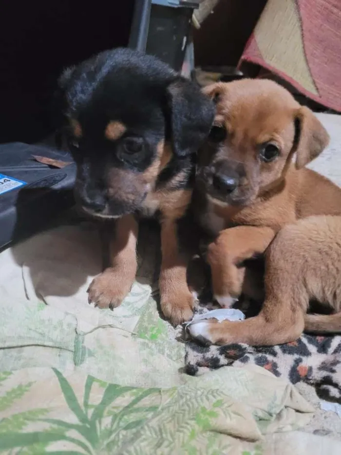 Cachorro ra a SRD-ViraLata idade 2 a 6 meses nome sem nome