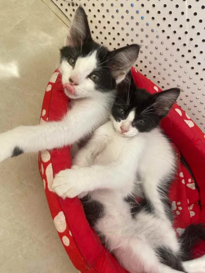 Gato raça Srd idade Abaixo de 2 meses nome Zoe e Zac castradas 