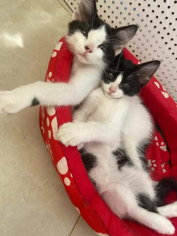 Gato raça Srd idade Abaixo de 2 meses nome Zoe e Zac castradas 