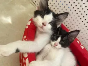 Gato raça Srd idade Abaixo de 2 meses nome Zoe e Zac castradas 