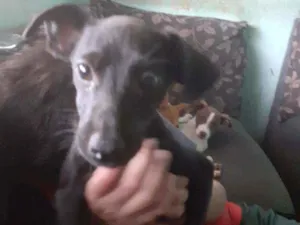 Cachorro raça Vira lata idade 2 a 6 meses nome Black 