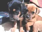 Cachorro raça SRD-ViraLata idade 2 a 6 meses nome sem nome
