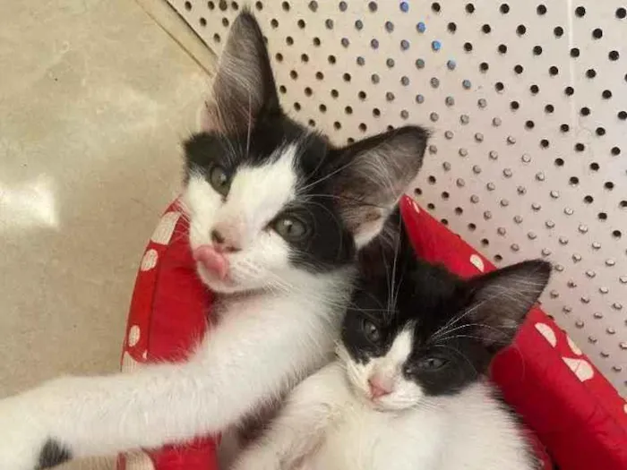 Gato raça Srd idade Abaixo de 2 meses nome Zoe e Zac castradas 