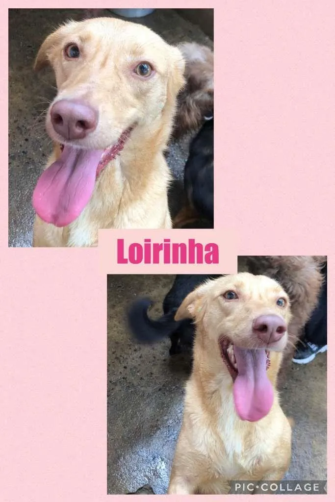 Cachorro ra a SRD-ViraLata idade 2 anos nome LOIRINHA