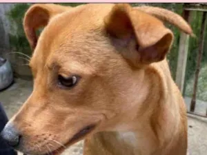 Cachorro raça SRD-ViraLata idade 1 ano nome NARIZINHO