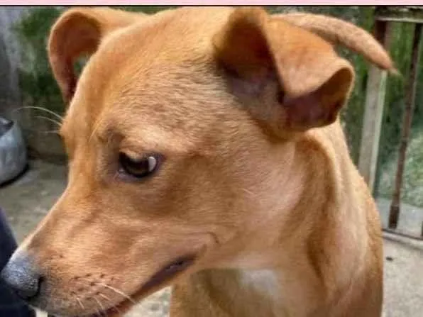Cachorro ra a SRD-ViraLata idade 1 ano nome NARIZINHO
