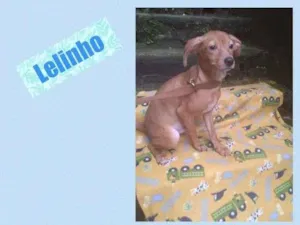Cachorro raça SRD-ViraLata idade 2 a 6 meses nome LELINHO