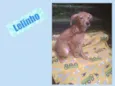 LELINHO