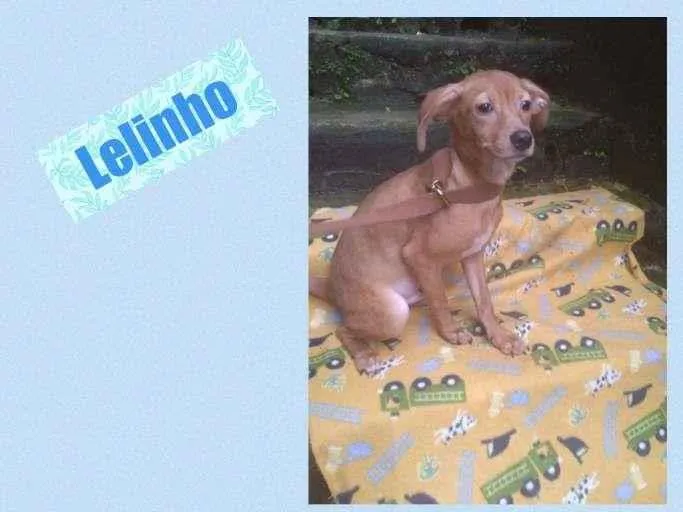 Cachorro ra a SRD-ViraLata idade 2 a 6 meses nome LELINHO