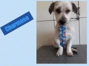 Cachorro raça srd com lhsasa idade 1 ano nome charmoso