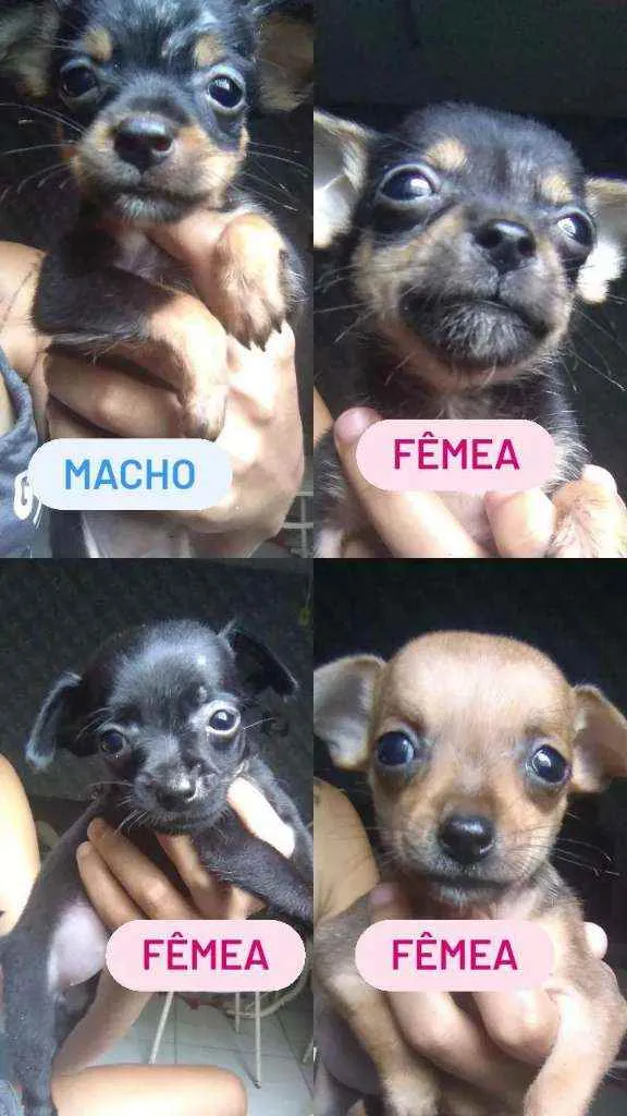 Cachorro raça Não definada idade Abaixo de 2 meses nome Sem nome