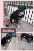 Cachorro raça SRD-ViraLata idade 4 anos nome ANGELINA