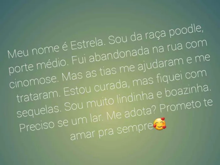 Cachorro raça Poodle  idade 2 anos nome Estrela 