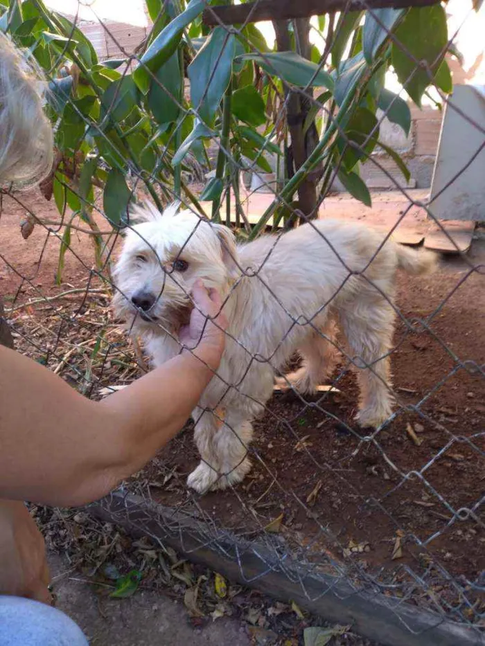 Cachorro raça Poodle  idade 2 anos nome Estrela 