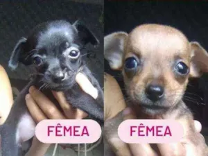 Cachorro raça Não definada idade Abaixo de 2 meses nome Sem nome