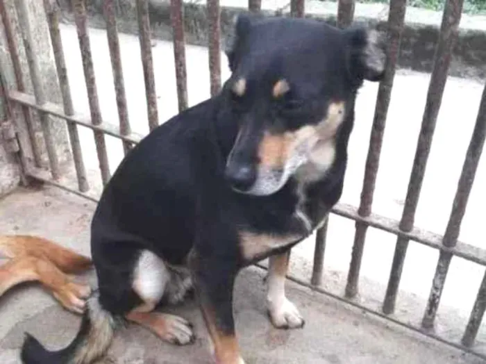 Cachorro raça SRD-ViraLata idade 4 anos nome ANGELINA
